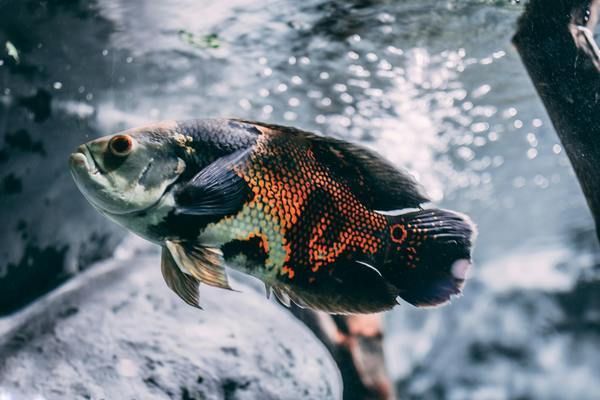 來賓魚缸定做(500元能定做個多大的魚缸)