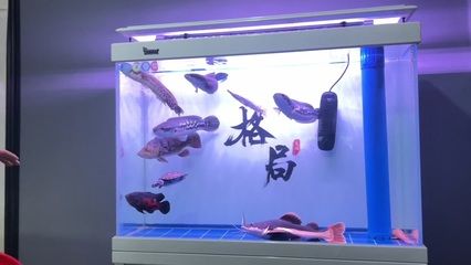 沈陽魚缸定做(沈陽買魚缸去哪個(gè)地方比較好)