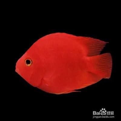 遂寧龍魚批發(fā):宋代最有藝術才華的皇帝是誰