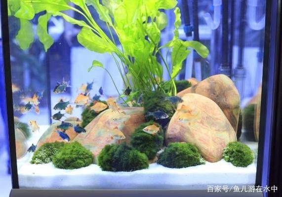 巴彥淖爾哪里有水族館（店）:哪些風(fēng)景適合自駕游