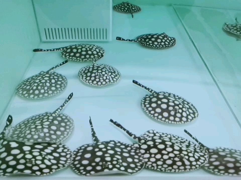 萊蕪水族館王牌魟魚隊