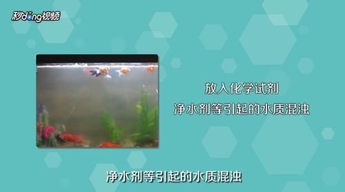 鞍山市鐵東區(qū)七彩壁掛水族水族商店