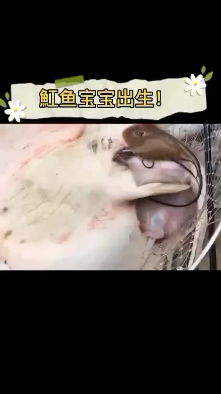 魟魚生寶寶