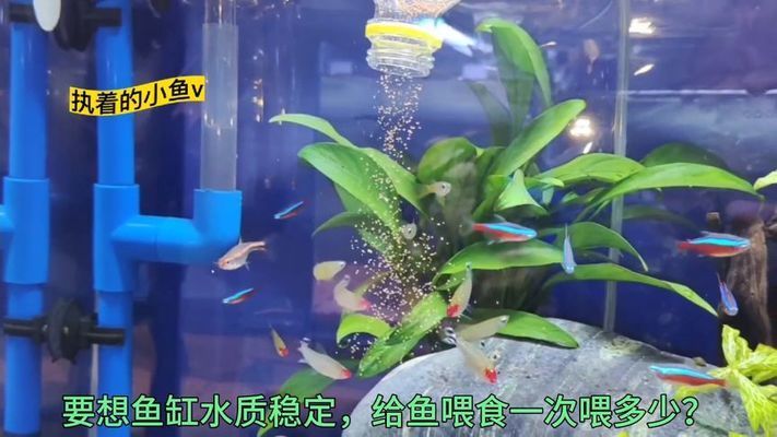 哈密觀賞魚市場最多的一胎六條品相都不錯記錄下