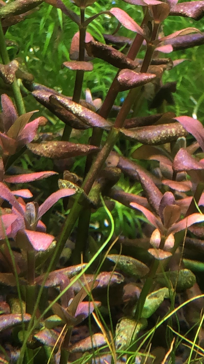 重慶水族館鐵中毒