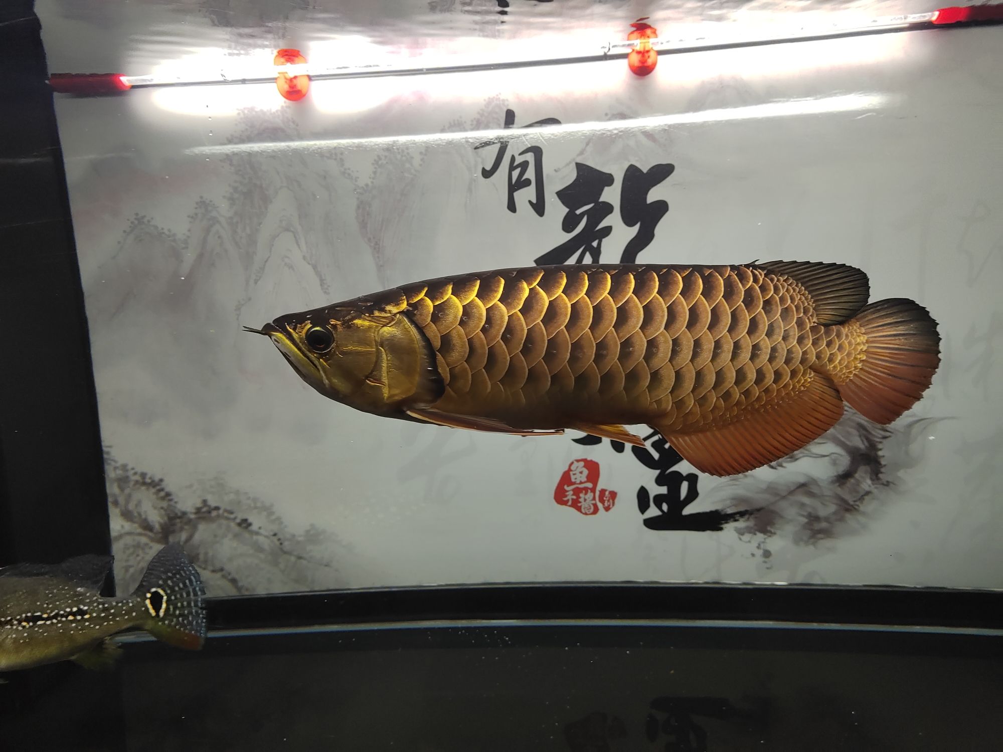 常州觀賞魚市場金龍是最喜歡養(yǎng)的魚