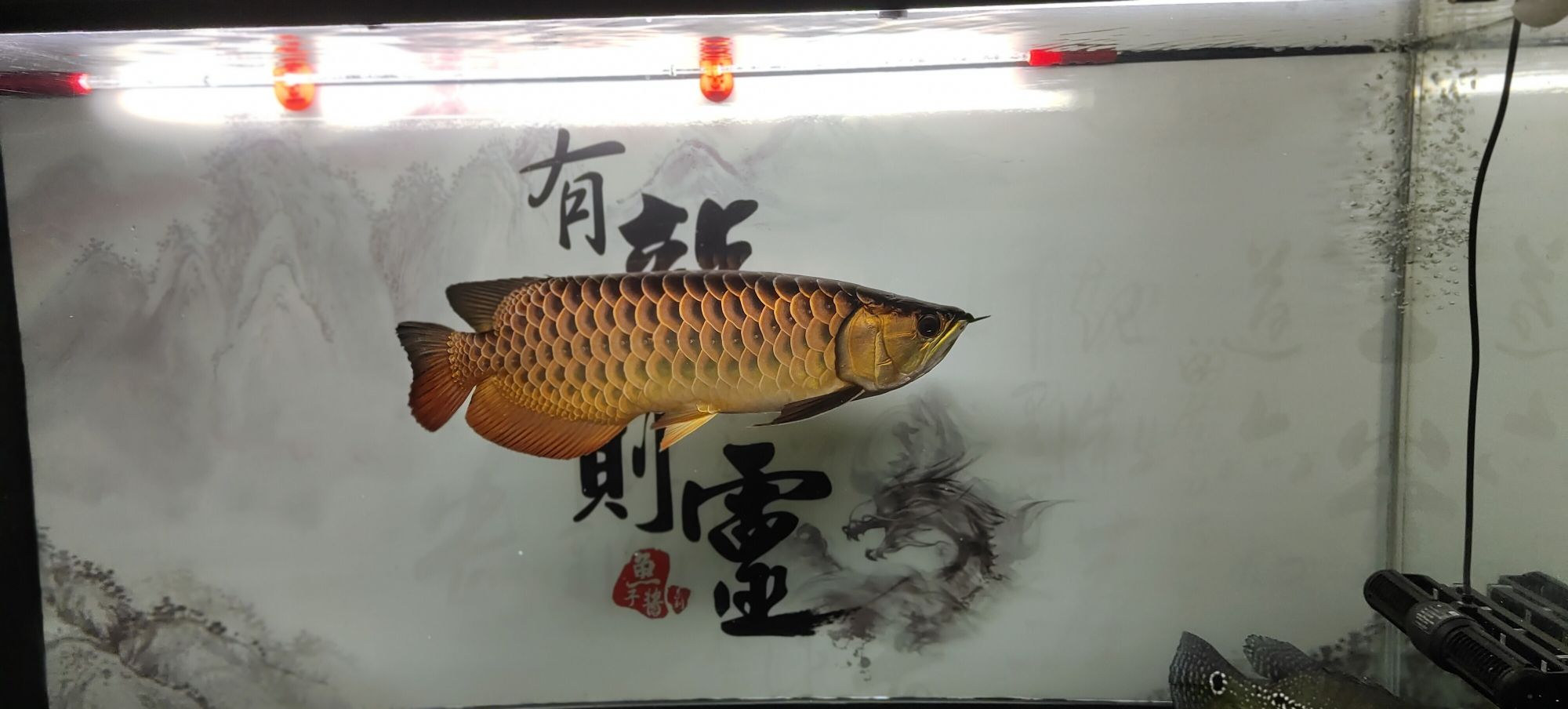 常州觀賞魚市場金龍是最喜歡養(yǎng)的魚