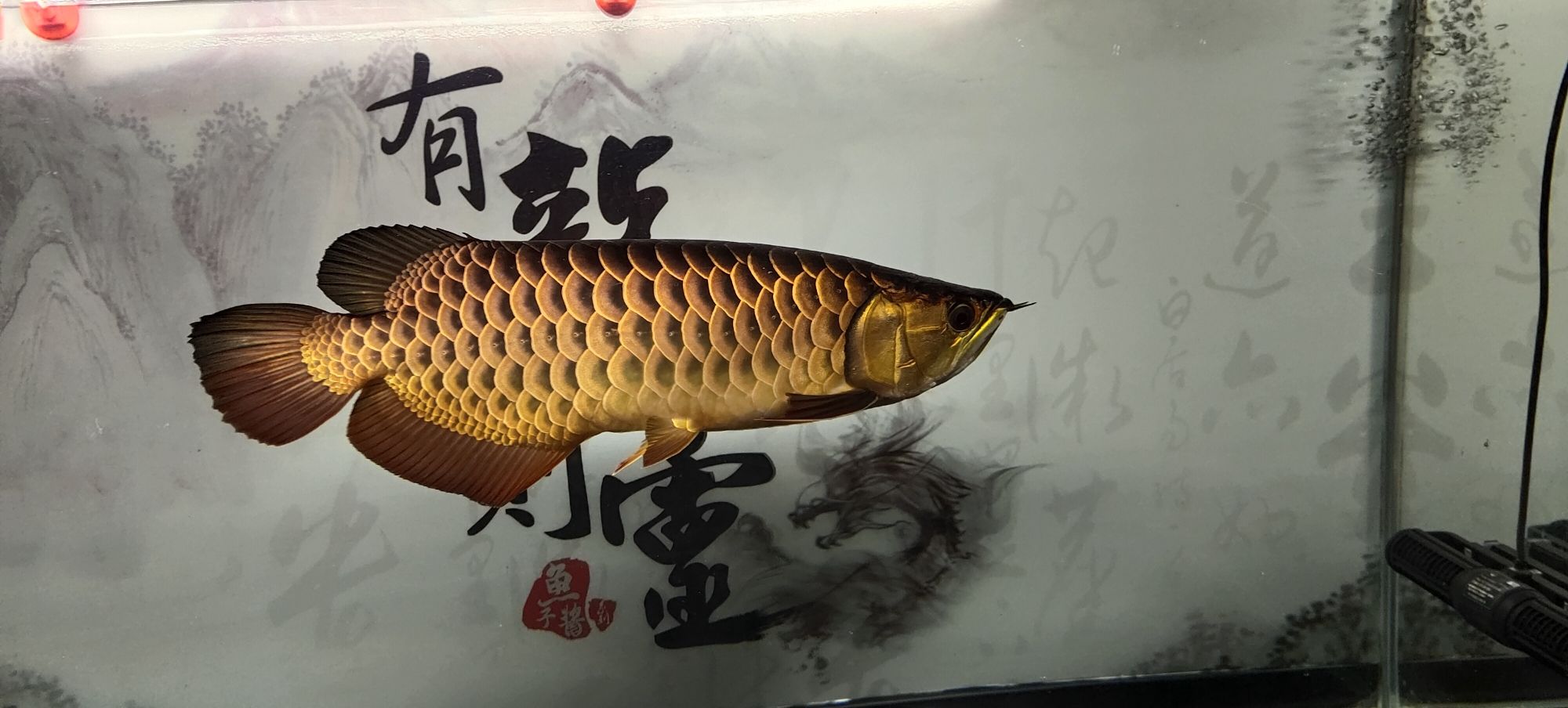 常州觀賞魚市場金龍是最喜歡養(yǎng)的魚