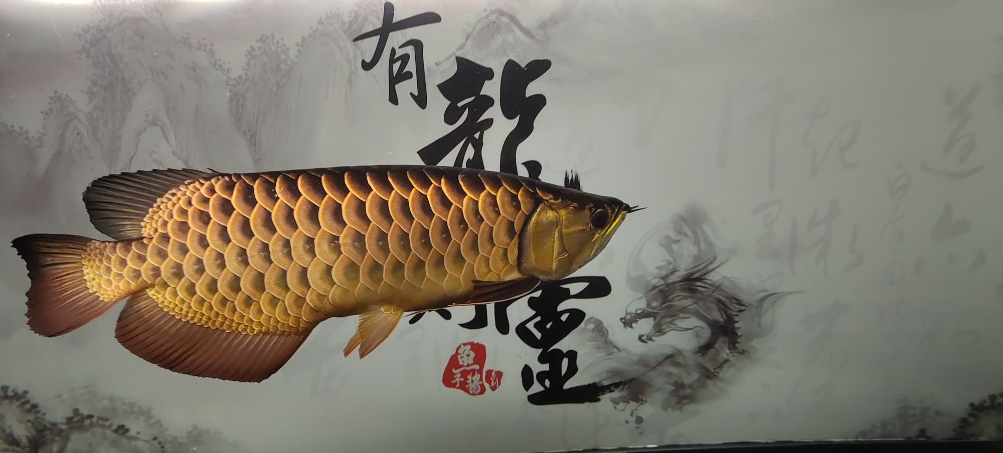 常州觀賞魚(yú)市場(chǎng)金龍是最喜歡養(yǎng)的魚(yú) 觀賞魚(yú)市場(chǎng)（混養(yǎng)魚(yú)） 第5張