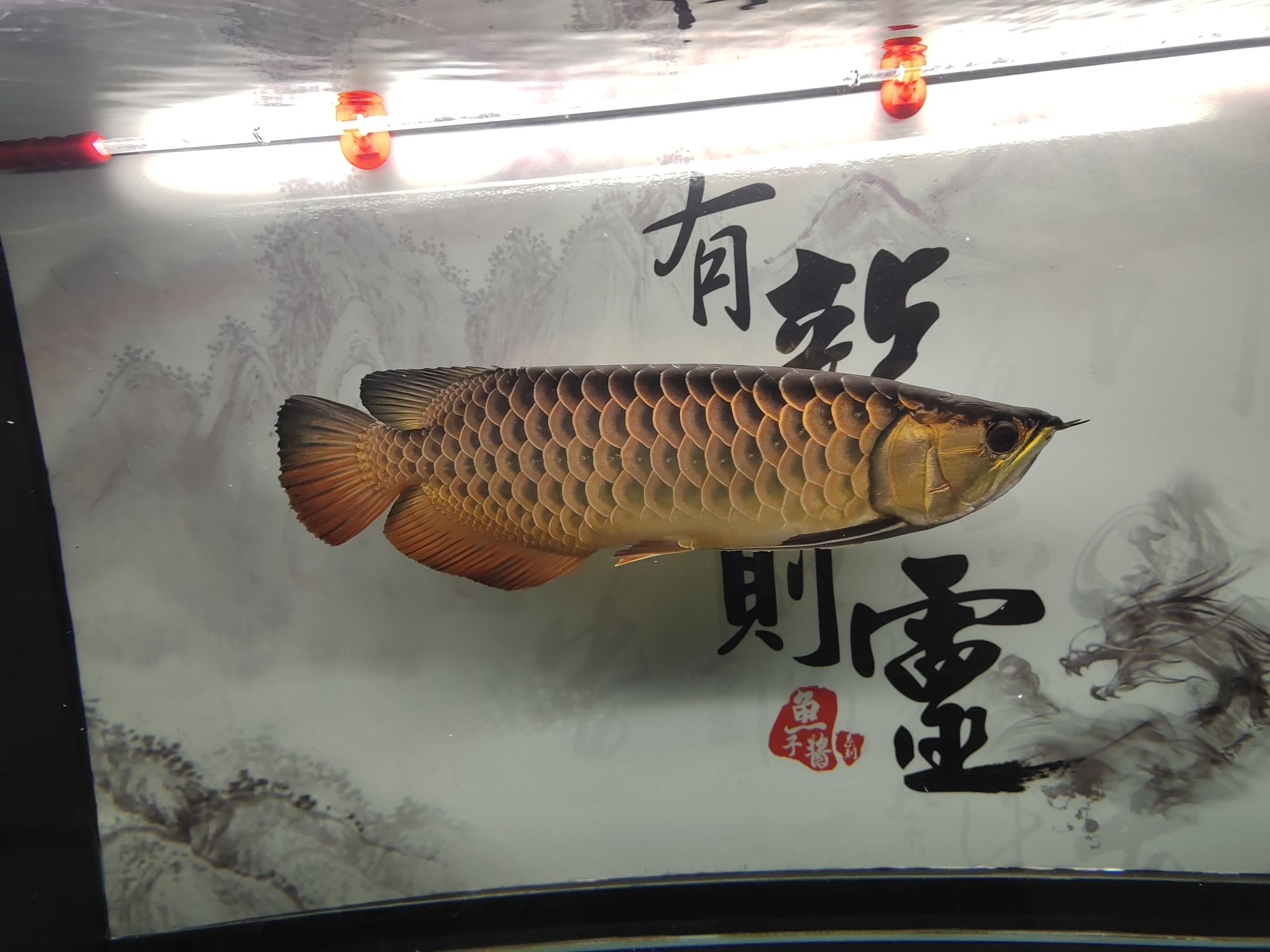 常州觀賞魚(yú)市場(chǎng)金龍是最喜歡養(yǎng)的魚(yú) 觀賞魚(yú)市場(chǎng)（混養(yǎng)魚(yú)） 第6張