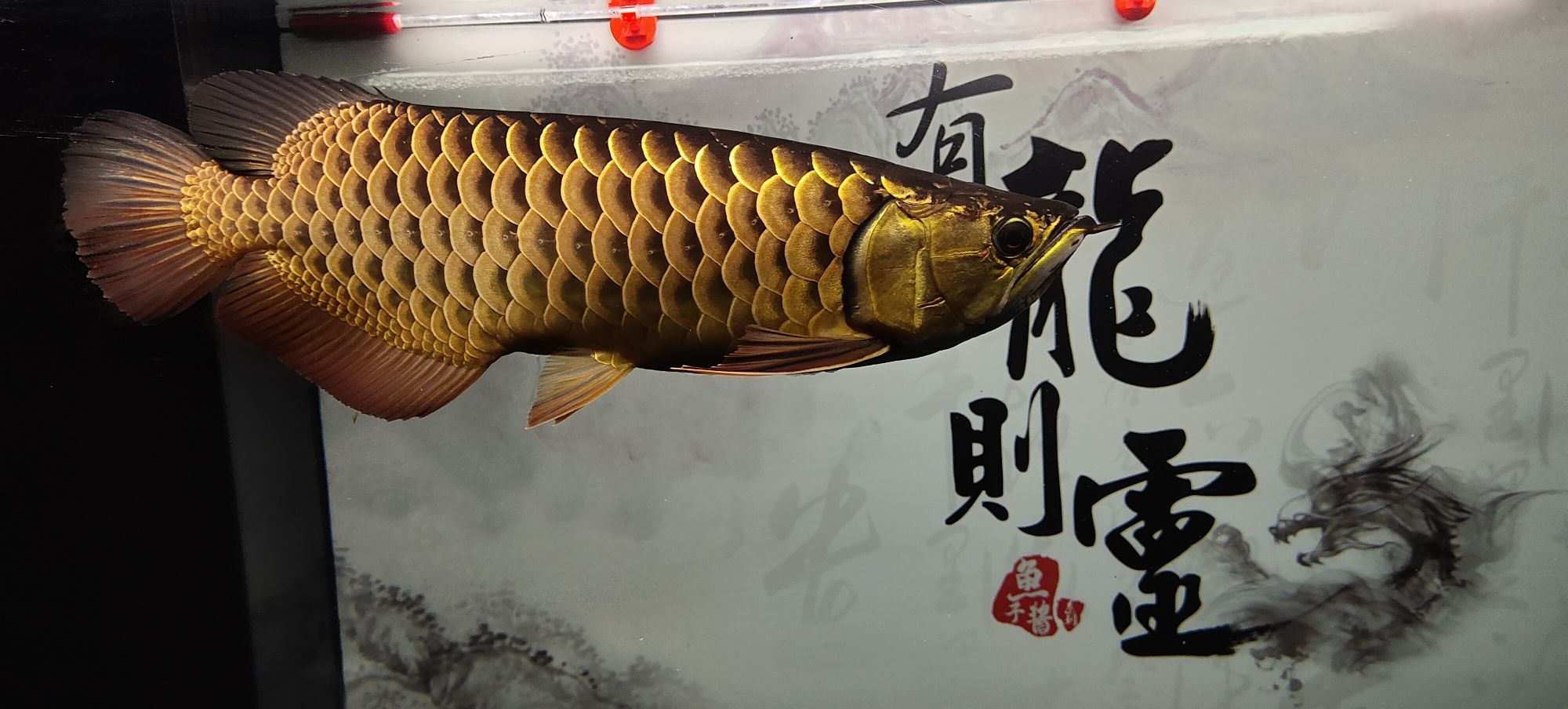 常州觀賞魚(yú)市場(chǎng)金龍是最喜歡養(yǎng)的魚(yú) 觀賞魚(yú)市場(chǎng)（混養(yǎng)魚(yú)） 第8張