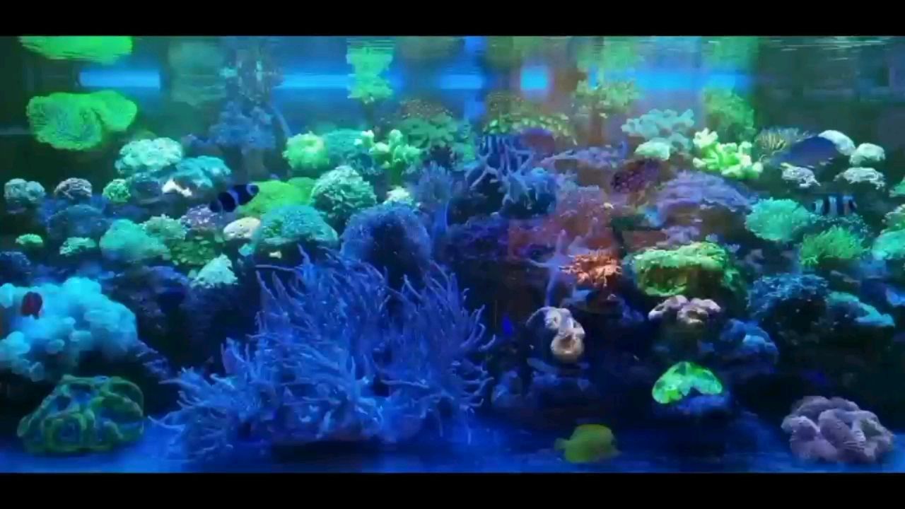 巴中水族館海水缸欣賞一下