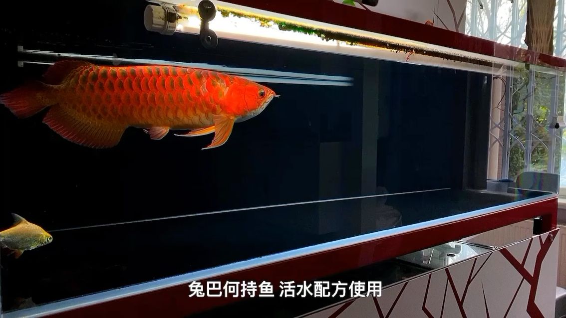 拉薩觀賞魚市場兔巴何持魚9月更新