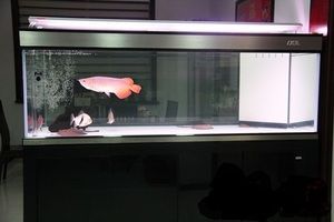 通遼水族館大神指教兩條魚不吃魚體發(fā)白老愛蹭缸