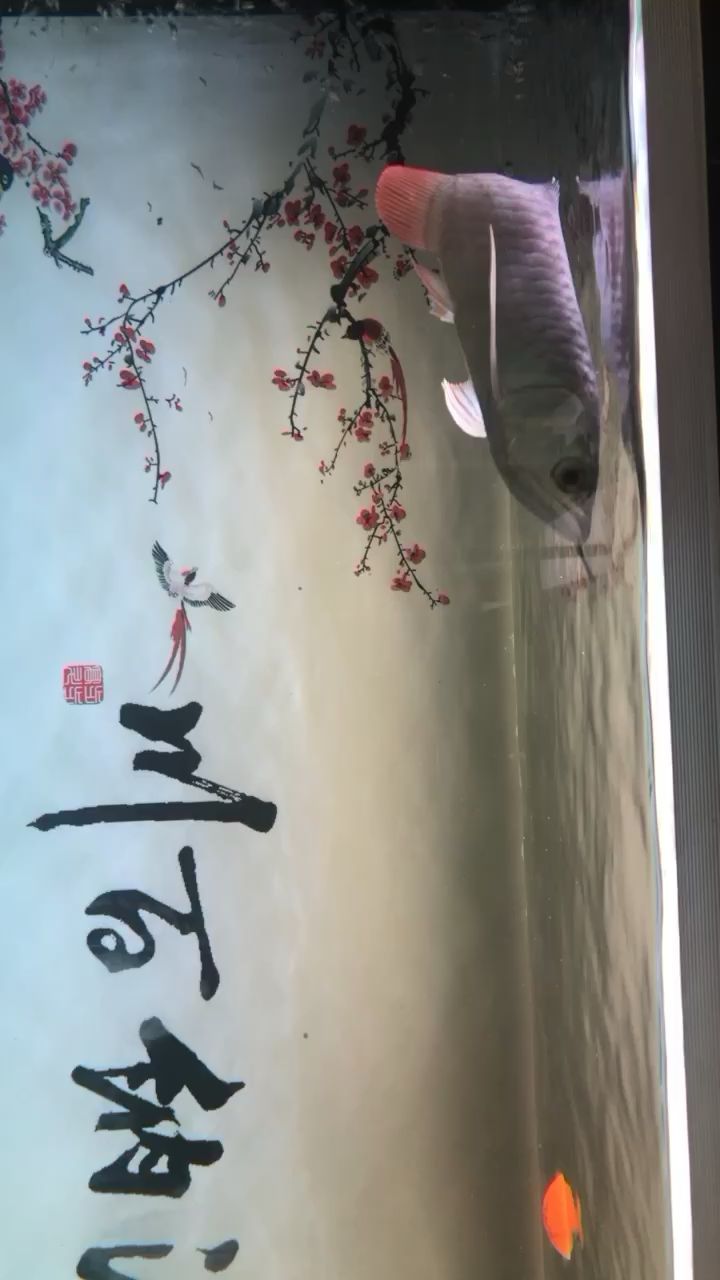 20cm小龍到家3天開口了 硝化細(xì)菌