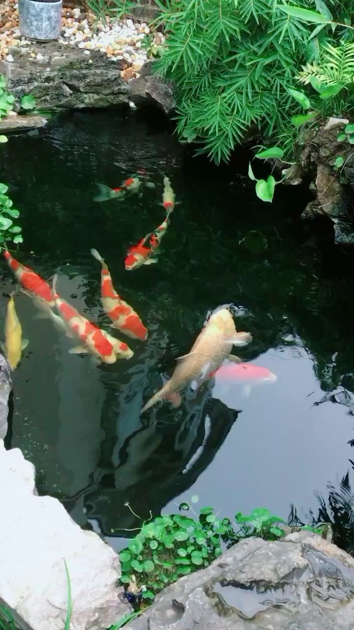 雨后．魚(yú)樂(lè)．吾樂(lè)