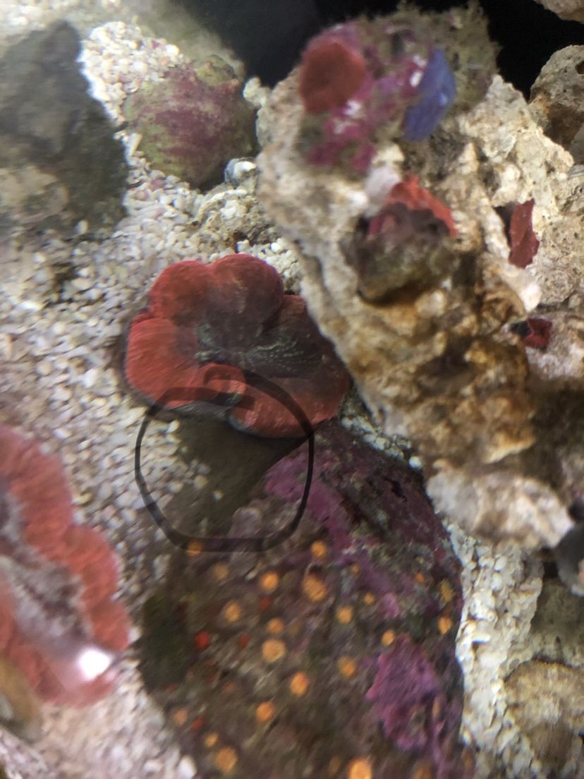 黃岡水族館誰知道這個是啥