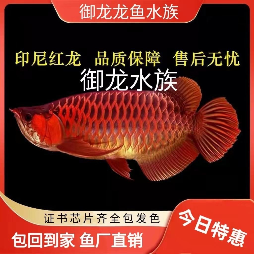 玉樹藏族自治州觀賞魚市場簡單并快樂: