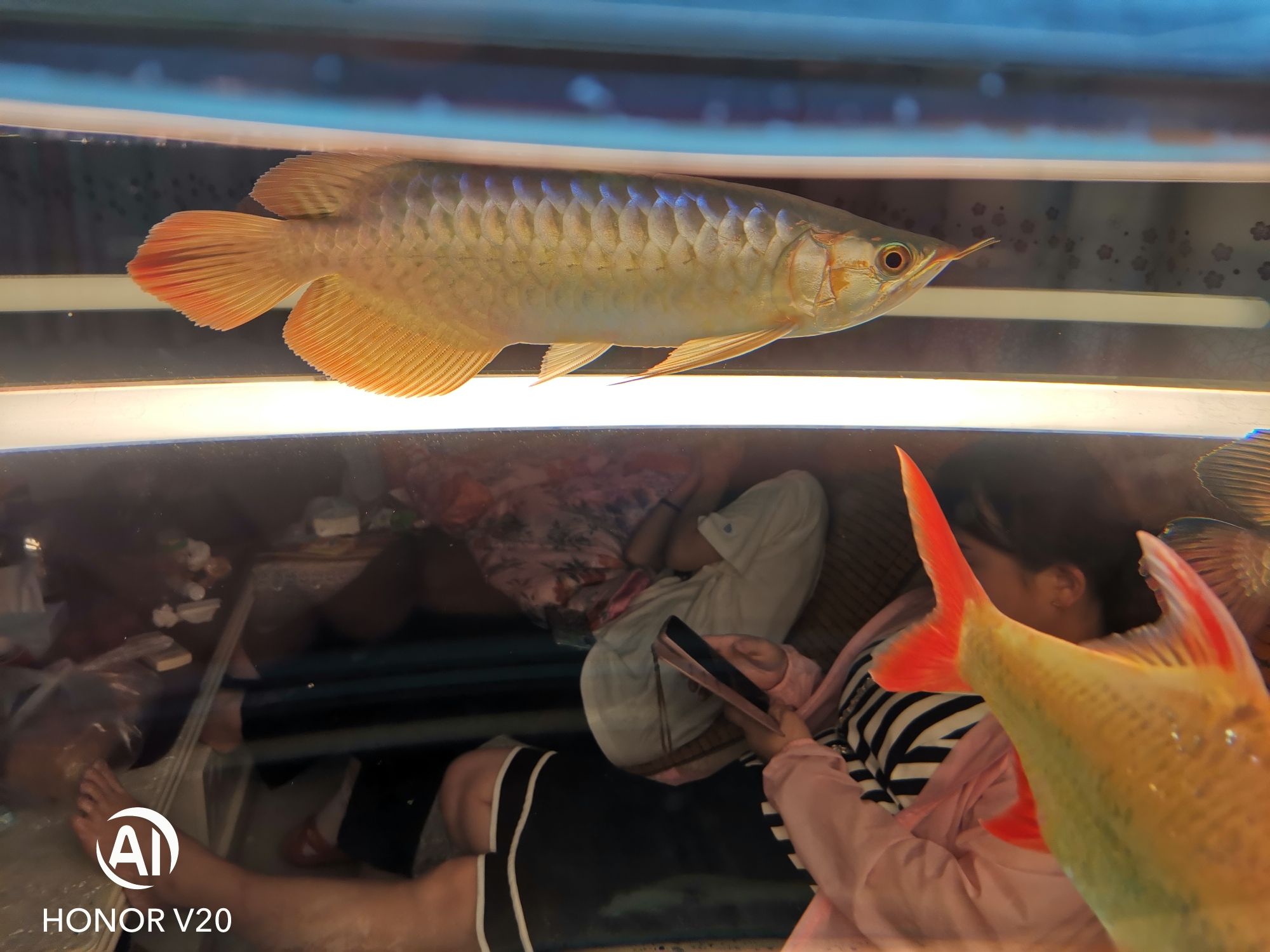 雅安水族館干就完了 哥倫比亞巨暴魚苗 第4張