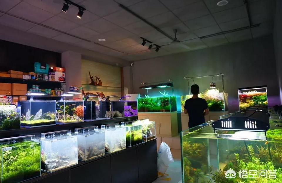 畢節(jié)哪里有水族館（店）:如何經(jīng)營好一家水族店