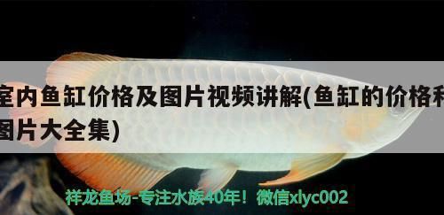 河池哪里有水族館（店）:有沒有讓你留戀的地方 觀賞魚水族批發(fā)市場