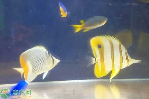 晉城觀(guān)賞魚(yú)市場(chǎng)頒布施行:副本