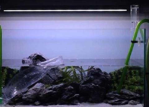 雞西哪里有水族館（店）:最值得去的十座東北城市有哪些