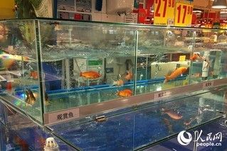 宿州魚池過(guò)濾濾材:宿州鯤鵬學(xué)校初中部招生條件