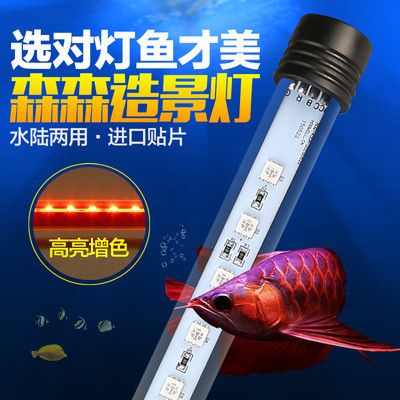 20公分紅龍魚價(jià)格表:最貴的龍魚是紅龍還是過背金龍