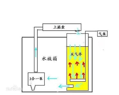 三明哪里有水族館（店） 觀賞魚(yú)水族批發(fā)市場(chǎng)