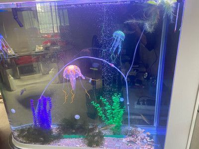 四平哪里有水族館（店） 觀賞魚水族批發(fā)市場(chǎng)