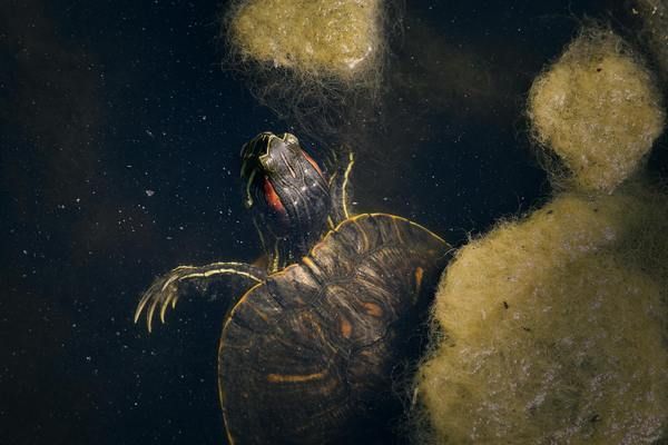 宜昌魚池過濾濾材