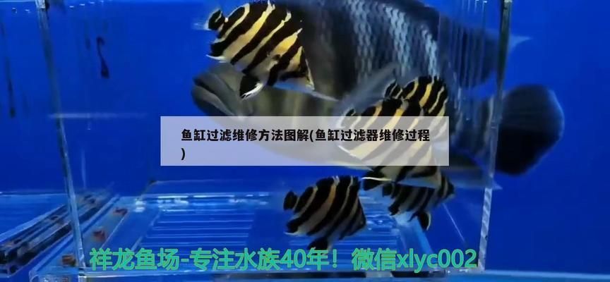 紅龍魚(yú)用什么燈最好