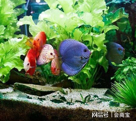 玉溪魚池過濾濾材