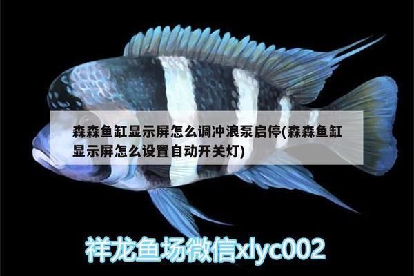 魚缸最佳布置示意圖