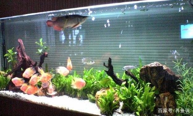 博爾塔拉蒙古自治州魚池水泵設(shè)備 廣州水族器材濾材批發(fā)市場