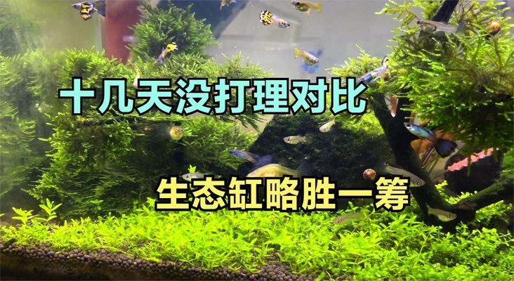 龍血樹風(fēng)水大忌屬相