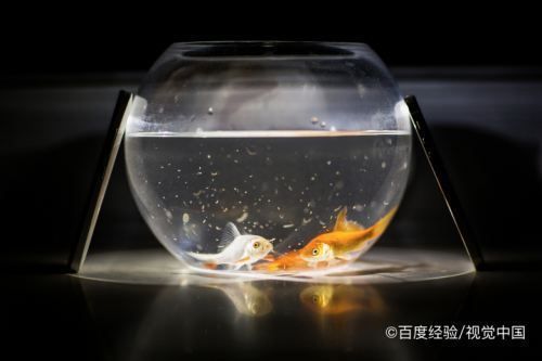 龍魚風(fēng)水講究 魚缸風(fēng)水