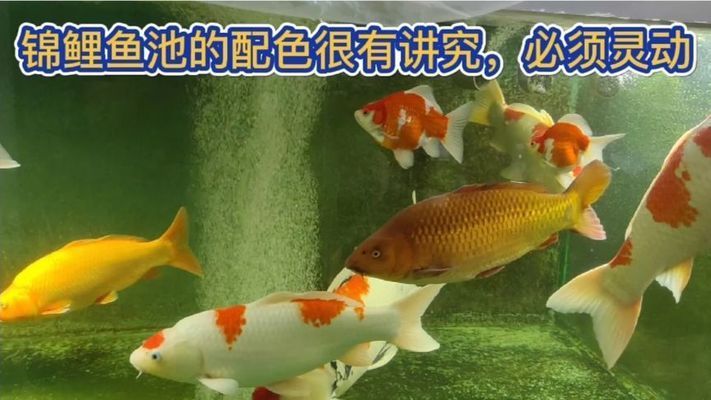 三間鼠魚苗批發(fā)