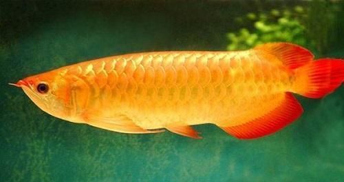 金龍魚(yú)的歷史簡(jiǎn)介（金龍魚(yú)品牌發(fā)展史，金龍魚(yú)的繁殖過(guò)程） 龍魚(yú)百科 第4張