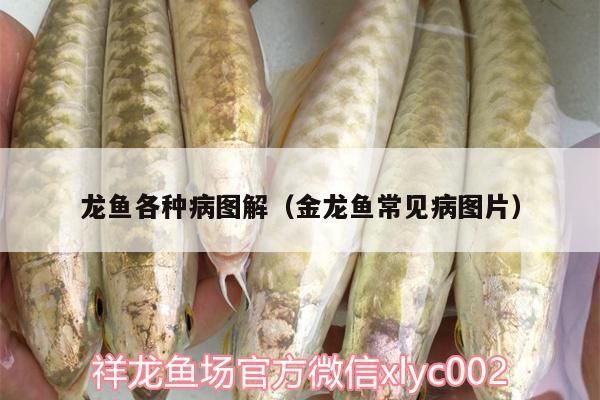 金龍龍魚身上發(fā)黃綠（金龍魚身上發(fā)黃綠是什么原因？）