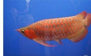 紅眼恐龍魚能活多久啊（紅眼恐龍魚飼養(yǎng)技巧）