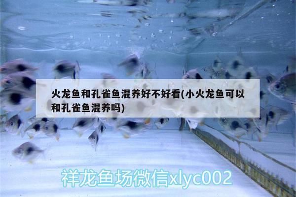 火龍魚(yú)可以和孔雀魚(yú)混養(yǎng)嗎（火龍魚(yú)和孔雀魚(yú)可以混養(yǎng)嗎？）