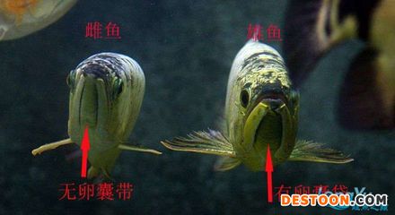 金龍魚(yú)的公母怎么分（如何區(qū)分金龍魚(yú)的公母） 龍魚(yú)百科 第4張