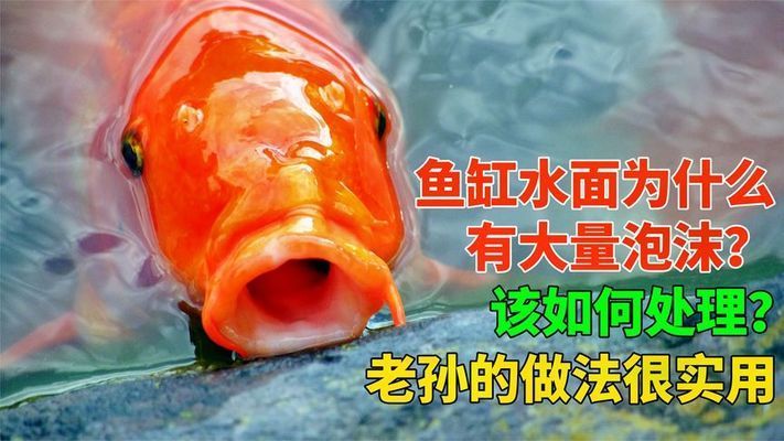 哈爾濱市道外區(qū)金魚(yú)魚(yú)缸漁具商店（哈爾濱市道外區(qū)金魚(yú)魚(yú)缸漁具商店詳細(xì)介紹）