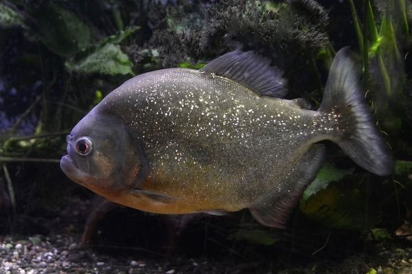 金龍魚的來(lái)源（金龍魚的來(lái)源及種類） 龍魚百科 第5張