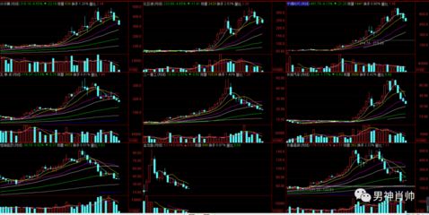 金龍魚跌了多少（2024-12-09跌幅預測）