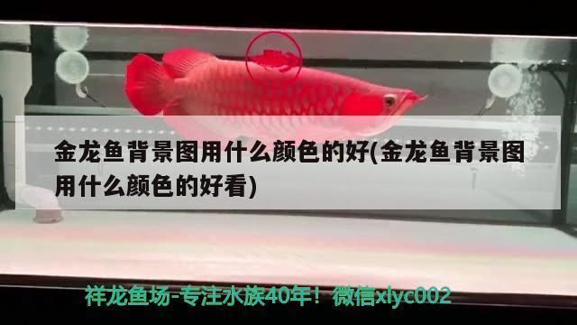 金龍魚背景紙什么顏色好（如何選擇金龍魚背景紙的顏色）