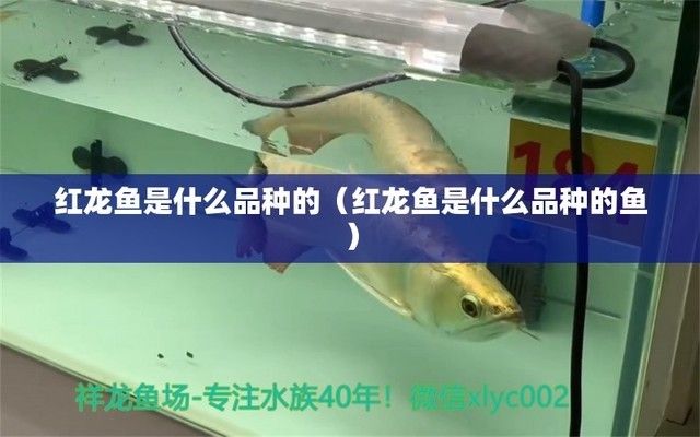 紅龍魚(yú)屬于什么魚(yú)種（紅龍魚(yú)是一種非常受歡迎的觀賞魚(yú)，它屬于骨舌魚(yú)科的淡水觀賞魚(yú)）