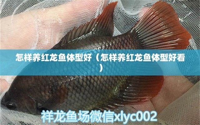 鱷魚龍魚的化石發(fā)現(xiàn)地（關(guān)于鱷魚龍魚化石的問題） 水族問答